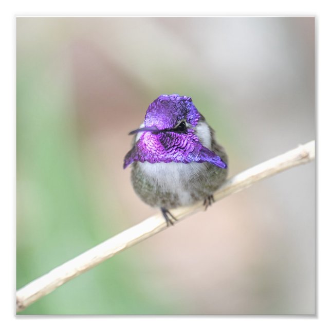 Fin Costa's hummingbird Fototryck (Framsidan)