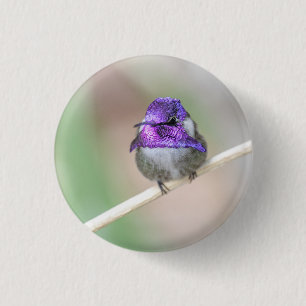 Fin Costa's hummingbird Knapp