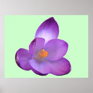 Fin Crocus-utskrift Poster