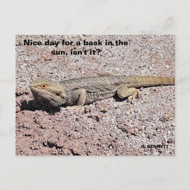 Fin dag för en basdag i sol vykort (Framsida)