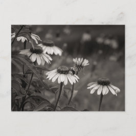 Fin daisy blommor bra konsfotografi. vykort