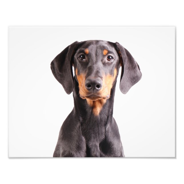 Fin doberman pinscher fototryck (Framsidan)