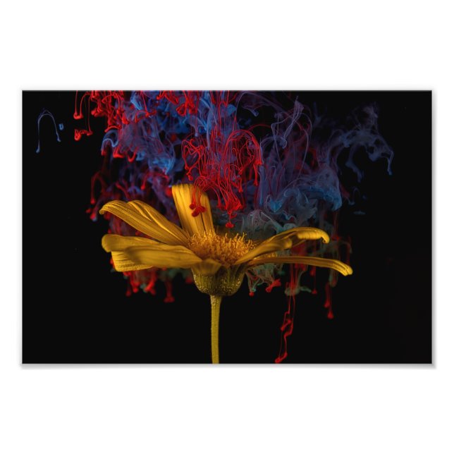 Fin färgstark Daisy Fototryck (Framsidan)