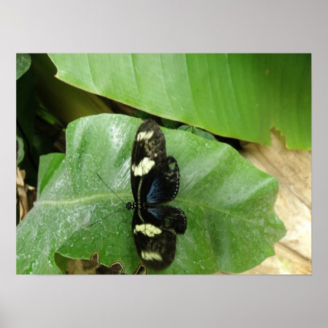 Fin fjäril-utskrift poster (Framsidan)