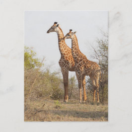 Fin Giraffe Nature Photography Vykort