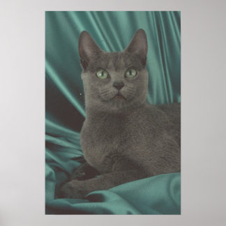 Fin Grått Cat Bild Poster