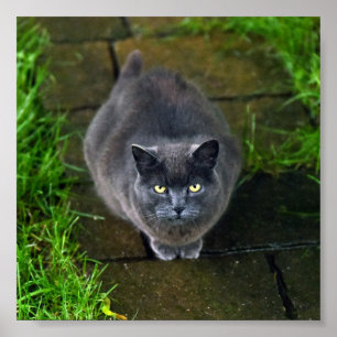 Fin Grått Cat Poster