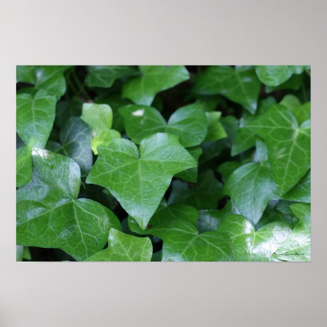 Fin Grönt-Ivy-utskrift Poster (Framsidan)