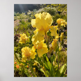Fin Gult Iris Blomsterträdgård Poster