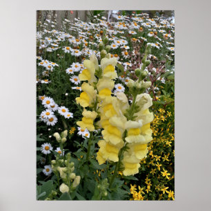 Fin Gult Snapdragon Blomsterträdgård Poster