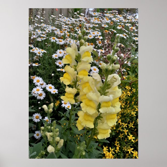 Fin Gult Snapdragon Blomsterträdgård Poster (Framsidan)
