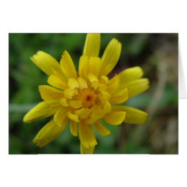 Fin gult vild blomma, dandelion hälsningskort