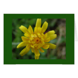 Fin gult vild blomma, dandelion hälsningskort