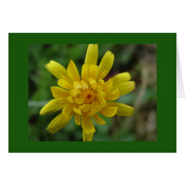 Fin gult vild blomma, dandelion hälsningskort (Framsidan Horizontal)