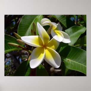 Fin gult-vit Plumeria-blomma Poster
