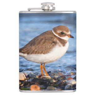 Fin, halvhjärtad Plover vid Beach Fickplunta