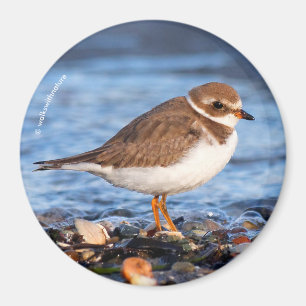 Fin, halvhjärtad Plover vid Beach Magnet