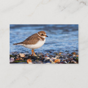 Fin, halvhjärtad Plover vid Beach Visitkort