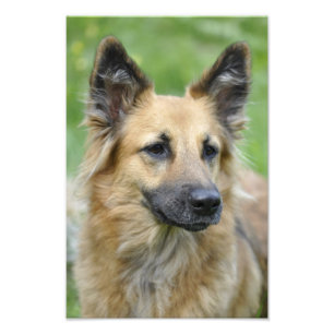 Fin Hund Fototryck