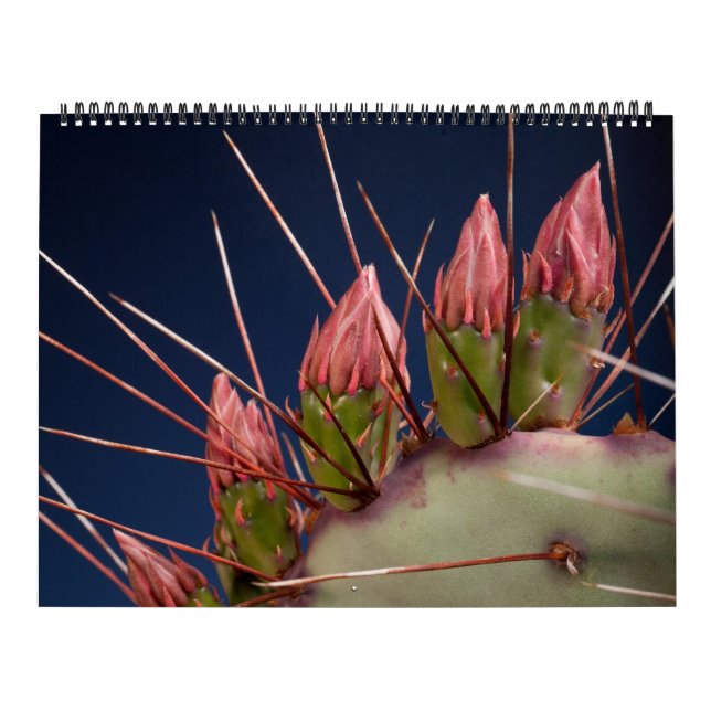 Fin konsfotografi av Cacti och Succulents Kalender (Omslag)