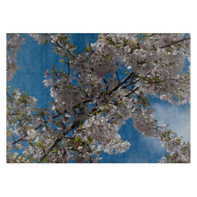 Fin körsbär blommar träd mot blå himmel. (Framsidan)