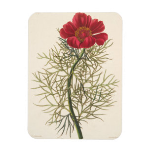 Fin Leaved Paeony Magnet