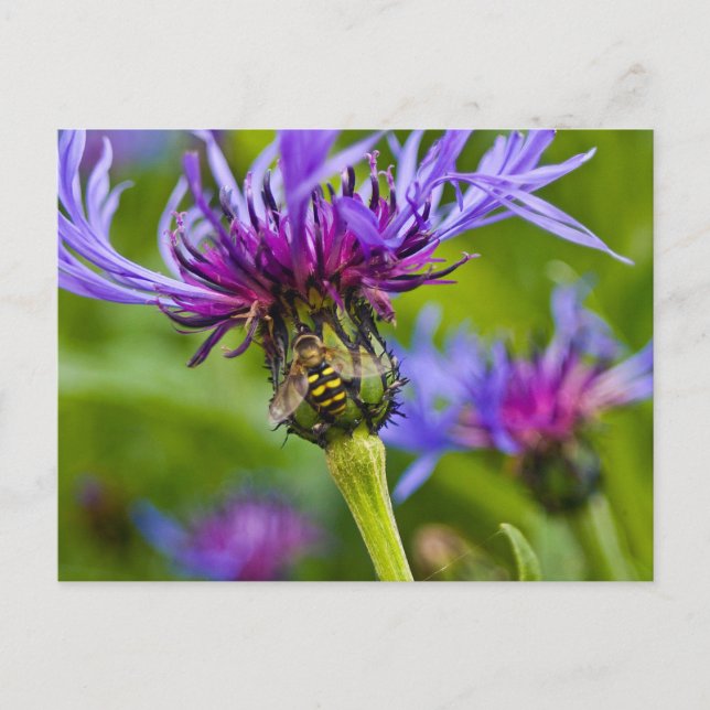 Fin lila blomma med honungsbin vykort (Framsida)