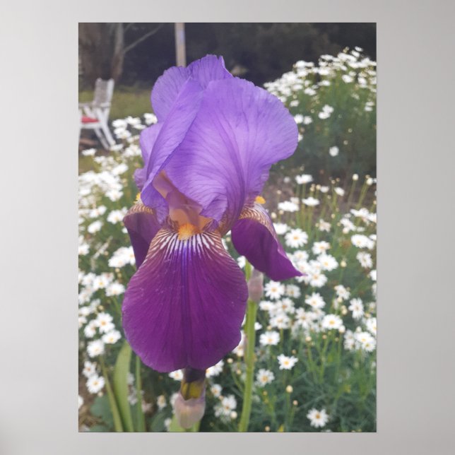 Fin Lila Iris Blomsterträdgård Poster (Framsidan)