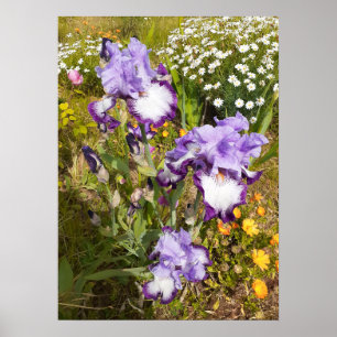 Fin Lila Iris Blomsterträdgård Poster
