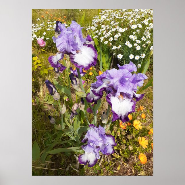 Fin Lila Iris Blomsterträdgård Poster (Framsidan)