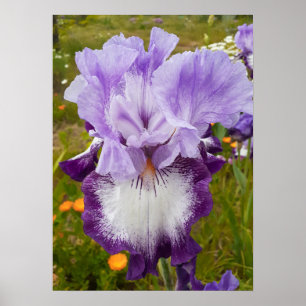Fin Lila Iris Blomsterträdgård Poster