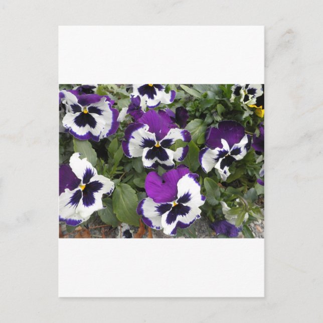 Fin Lila och vit Pansy Art Vykort (Framsida)
