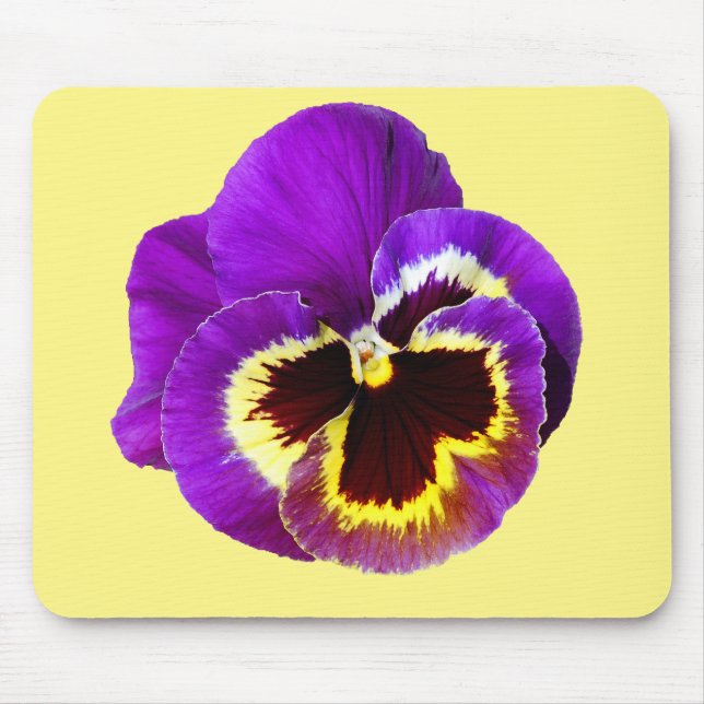 Fin lila pansy musmatta (Framsidan)