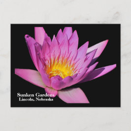 Fin lila vatten lily #800NW 800 Vykort