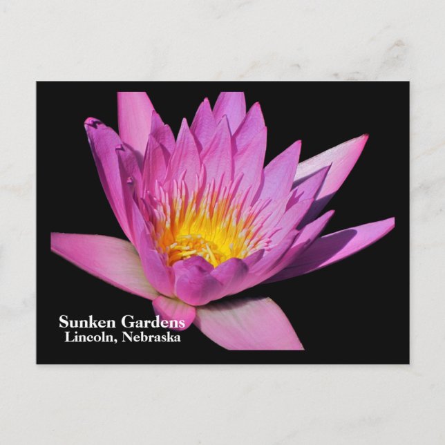 Fin lila vatten lily #800NW 800 Vykort (Framsida)