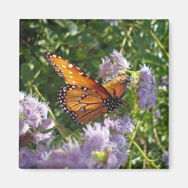 Fin, ljus Orange, monarch Butterfly Resting Magnet (Framsidan)