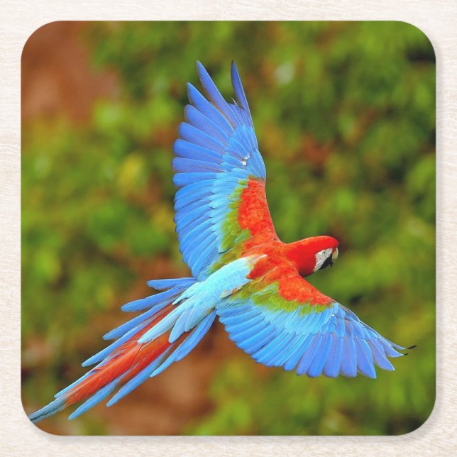 Fin Macaw Underlägg set Papper Kvadrat (Framsidan)