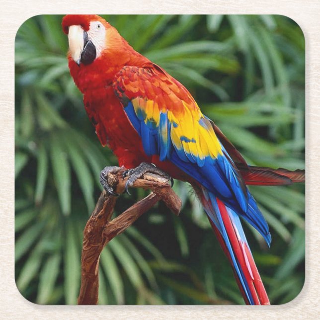 Fin Macaw Underlägg set Papper Kvadrat (Framsidan)