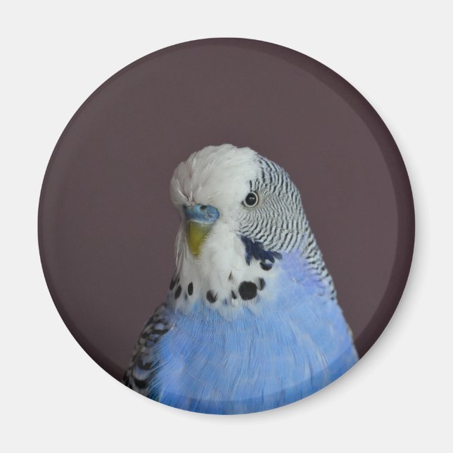 Fin Macro Budgie Bird Magnet (Framsidan)