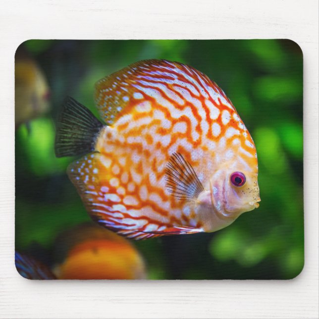 Fin närhet till en Discus Fish Musmatta (Framsidan)