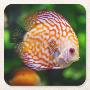 Fin närhet till en Discus Fish Underlägg Papper Kvadrat