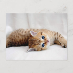 Fin orange-bord med kattunge med blå ögon vykort