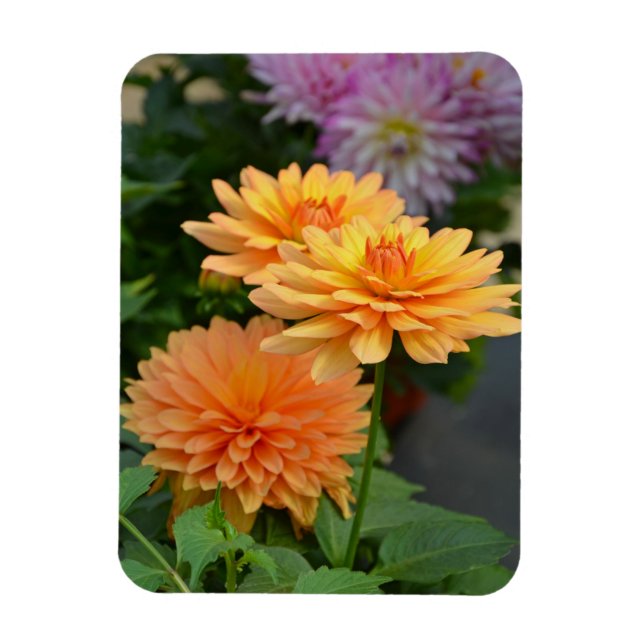 Fin orange Dahlia-blomstermagnet Magnet (Vertikal)