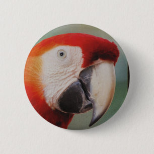 Fin Parrot-knapp Knapp