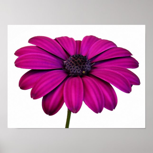 Fin Rosa Daisy Poster (Framsidan)