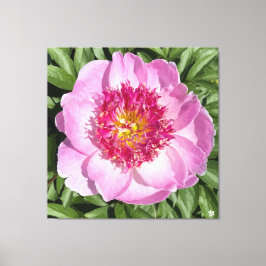 Fin rosa peony på canvas. canvastryck