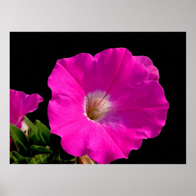 Fin rosa petunia-blomma i svart poster (Framsidan)