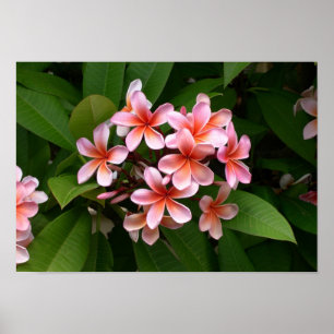 Fin rosa Plumeria-blomma Poster