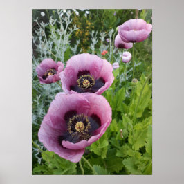 Fin Rosa Poppy-Blomsterträdgård Poster