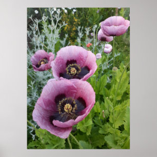 Fin Rosa Poppy-Blomsterträdgård Poster